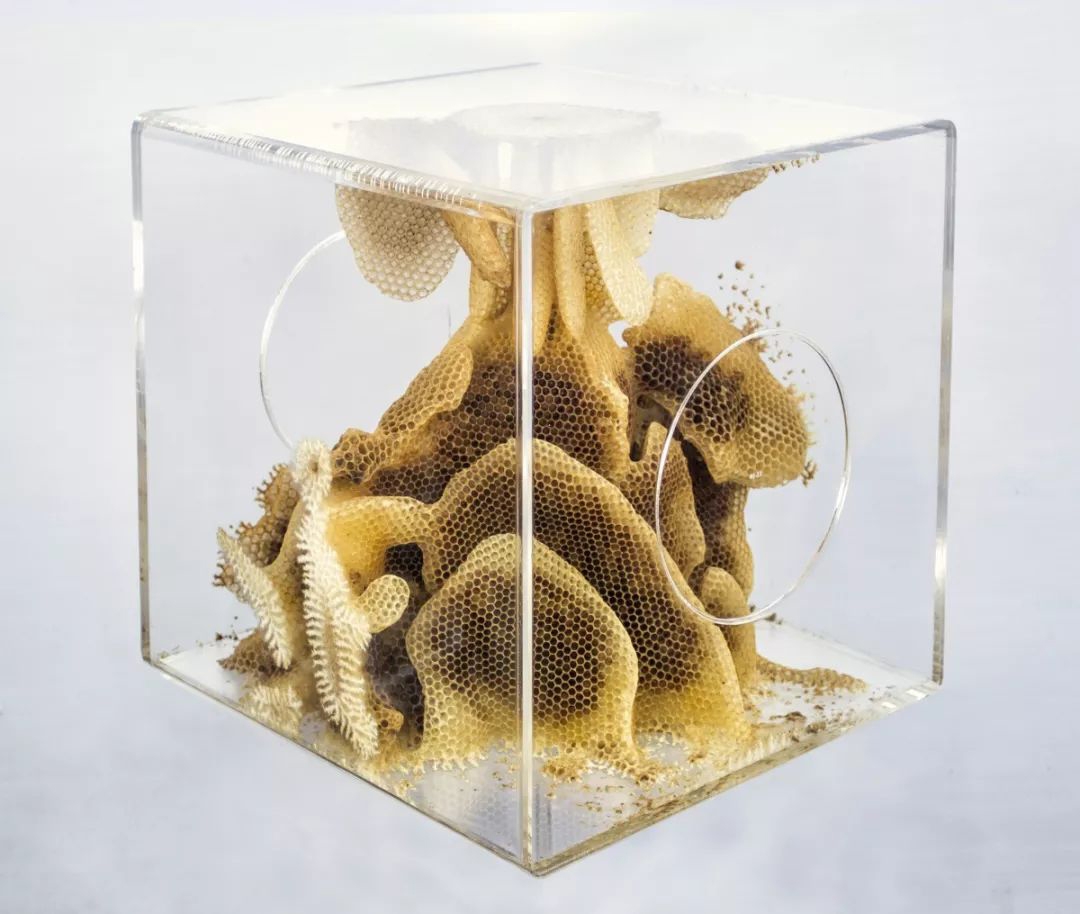 生物学如何成为一种艺术媒介