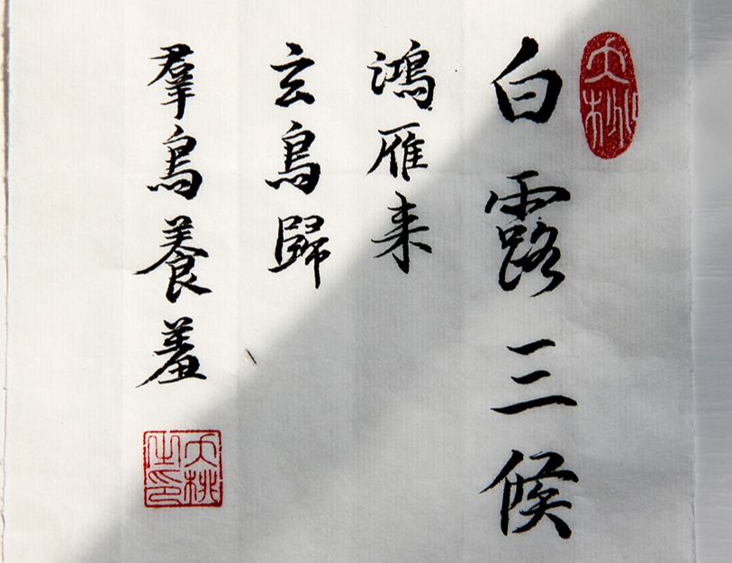 白露，枯而不瘦