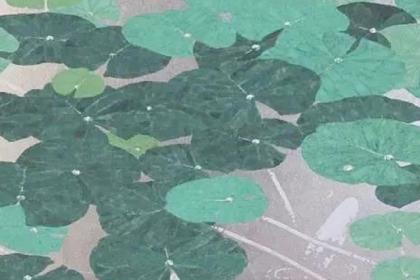 沁绿