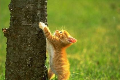 猫的旅行日记